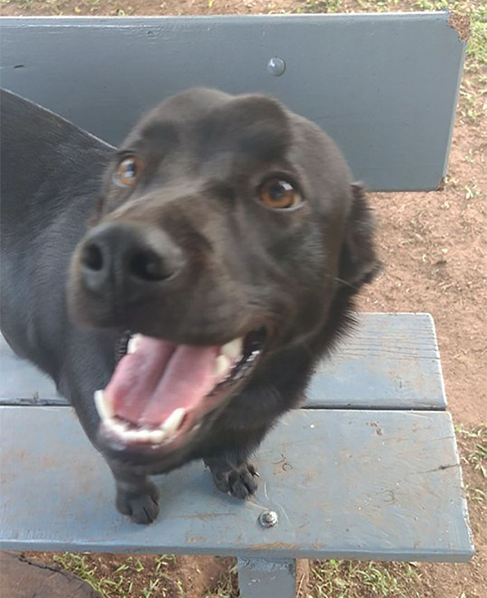 Woman Surprised To See Her Puppy Drag Its New Blanket Outside, But Then She Sees This Woman Surprised To See Her Puppy Drag Its New Blanket Outside, But Then She Sees This