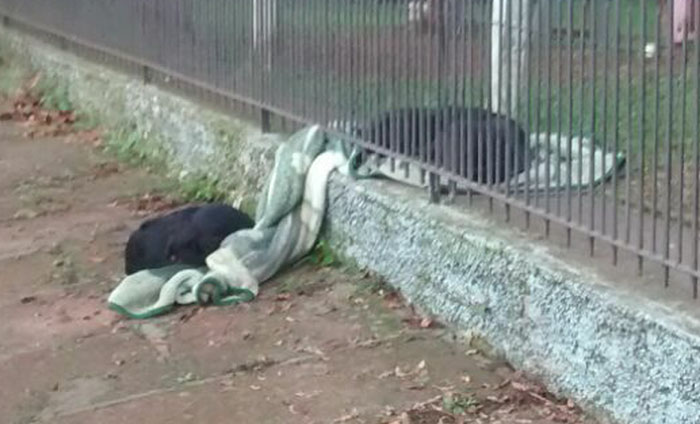 Woman Surprised To See Her Puppy Drag Its New Blanket Outside, But Then She Sees This Woman Surprised To See Her Puppy Drag Its New Blanket Outside, But Then She Sees This