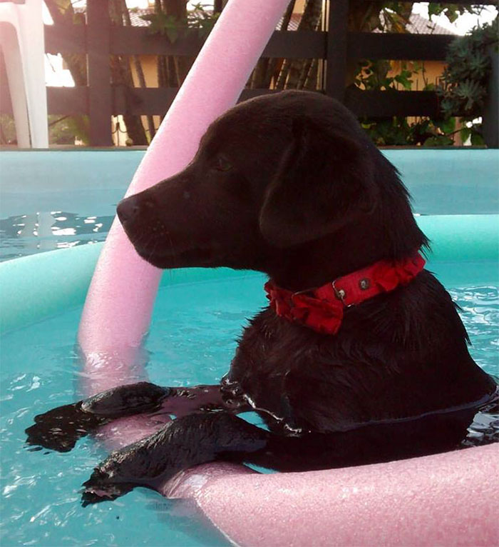 puppy-drags-blanket-shares-homeless-dog-brazil-7 puppy-drags-blanket-shares-homeless-dog-brazil-7