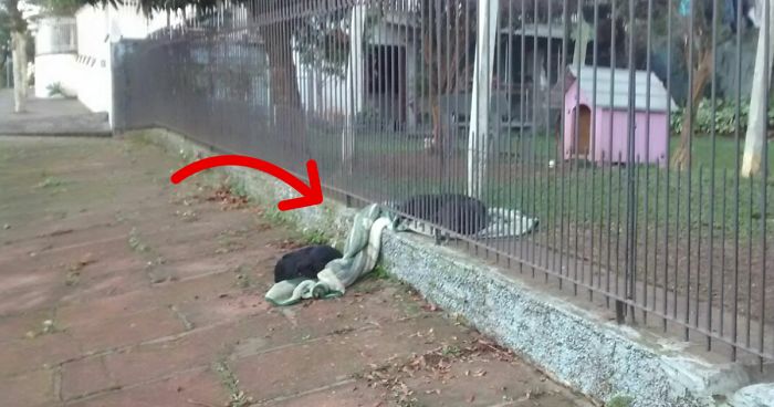 Woman Surprised To See Her Puppy Drag Its New Blanket Outside, But Then She Sees This