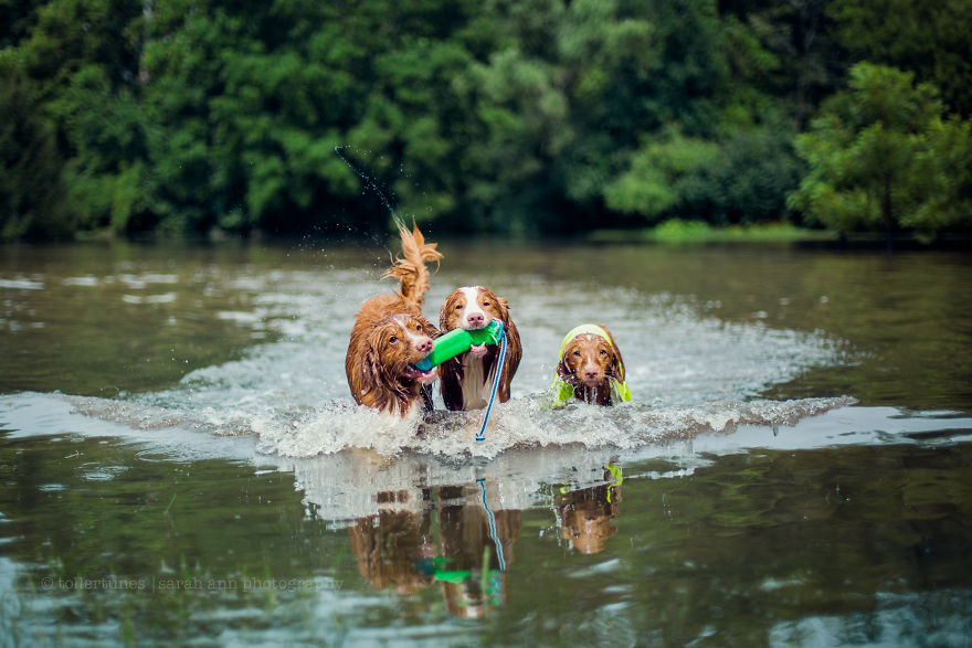 Dogs Exploring The World In The Most Adorable Way