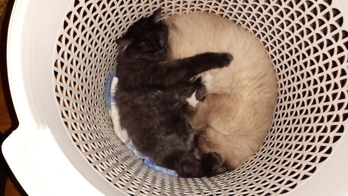 Yin Yang Kitten Sisters!