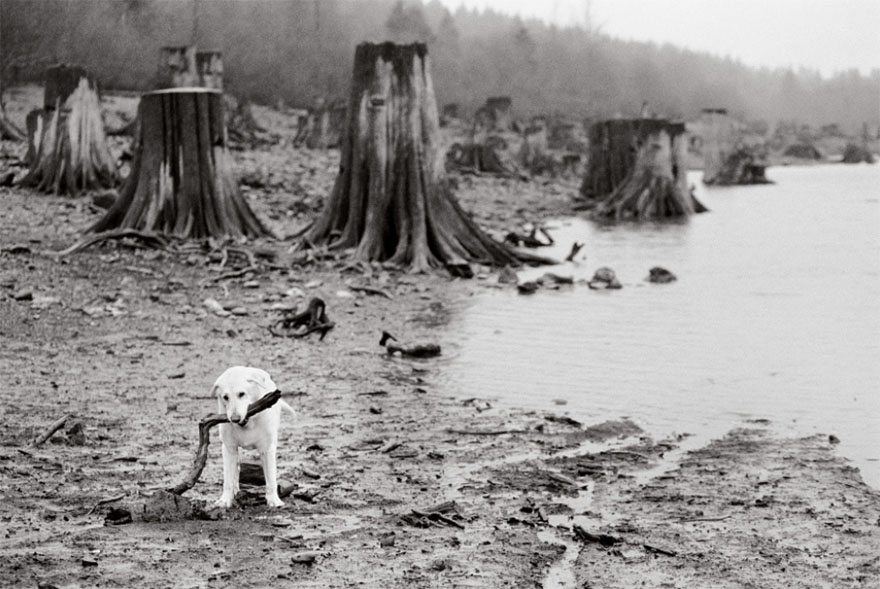 Hank, 13 Years Old Rattlesnake Lake, Washington