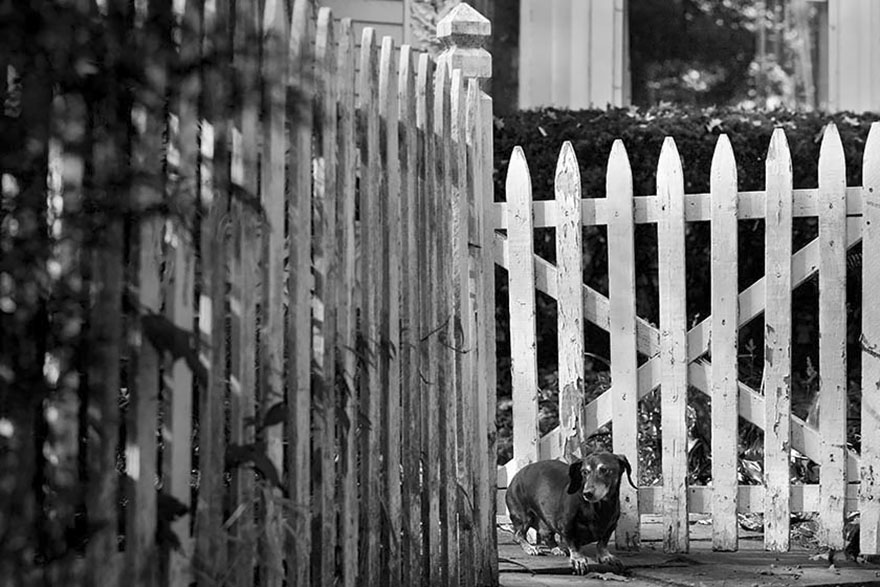 Brick, 19.5 Years Old, Lake Bluff, Illinois