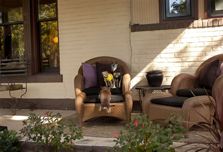 Englebert, 9 Years Old, Hercules, 17 Years Old, Climber Eeyore, 14 Years Old Denver, Colorado