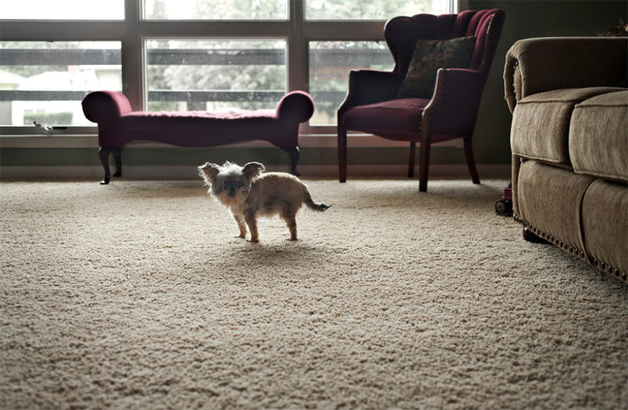 Gussy Sue, 15 Years Old Laurel, Montana