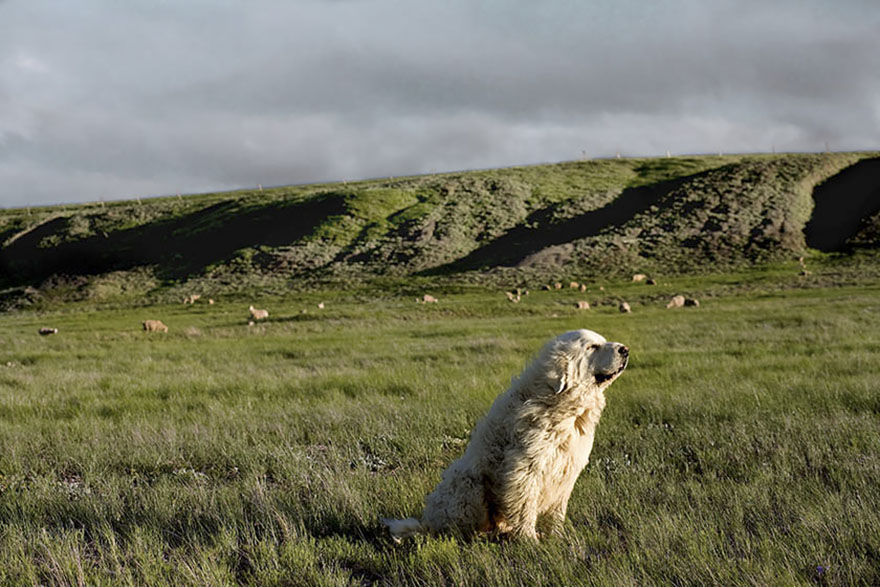 Champ, 9 Years Old Butte County, South Dakota
