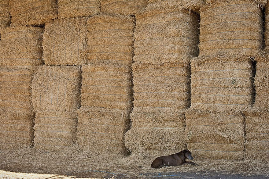Bear Dog, 17 Years Old, Heppner, Oregon