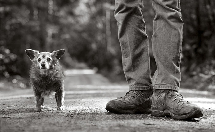 125 Old Souls Of Elderly Dogs Captured By Nancy LeVine