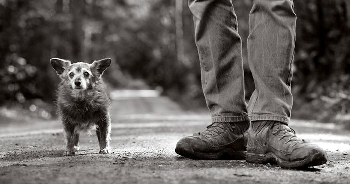 125 Old Souls Of Elderly Dogs Captured By Nancy LeVine