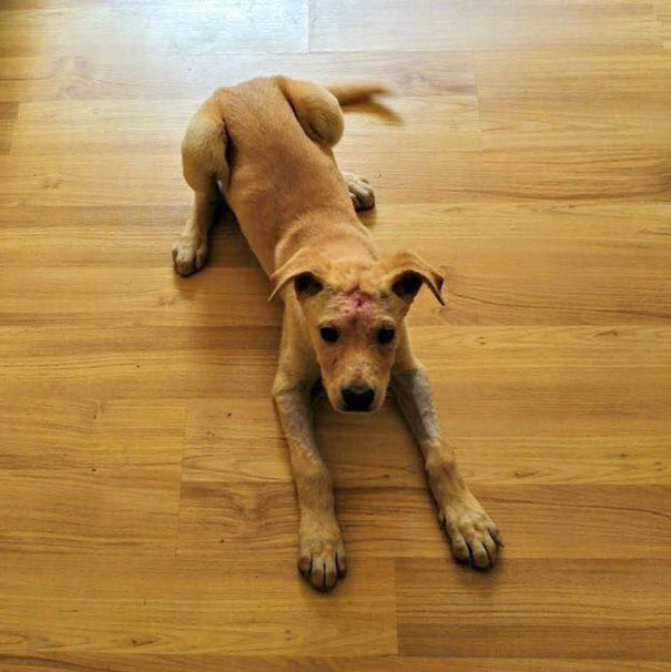 This Homeless Puppy Was Shot Dozens Of Times In Head, But She Kept Fighting For Her Life