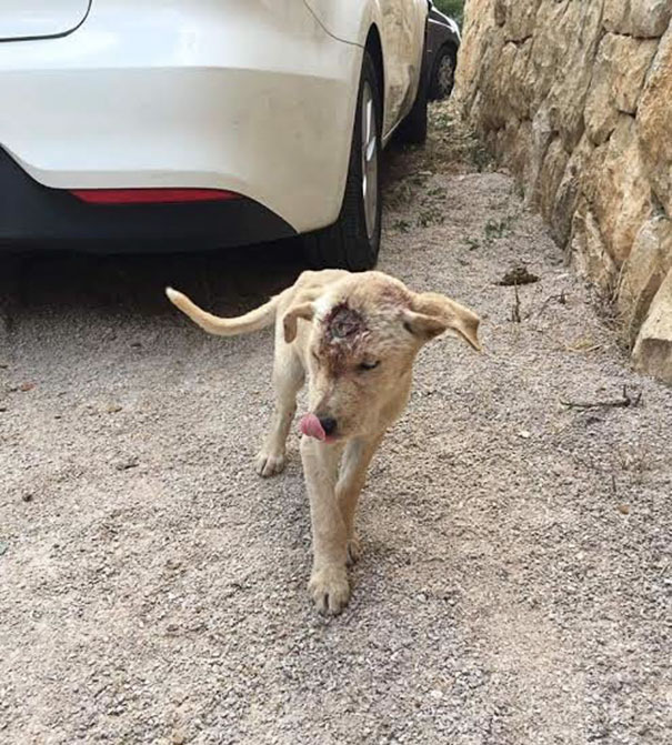 This Homeless Puppy Was Shot Dozens Of Times In Head, But She Kept Fighting For Her Life