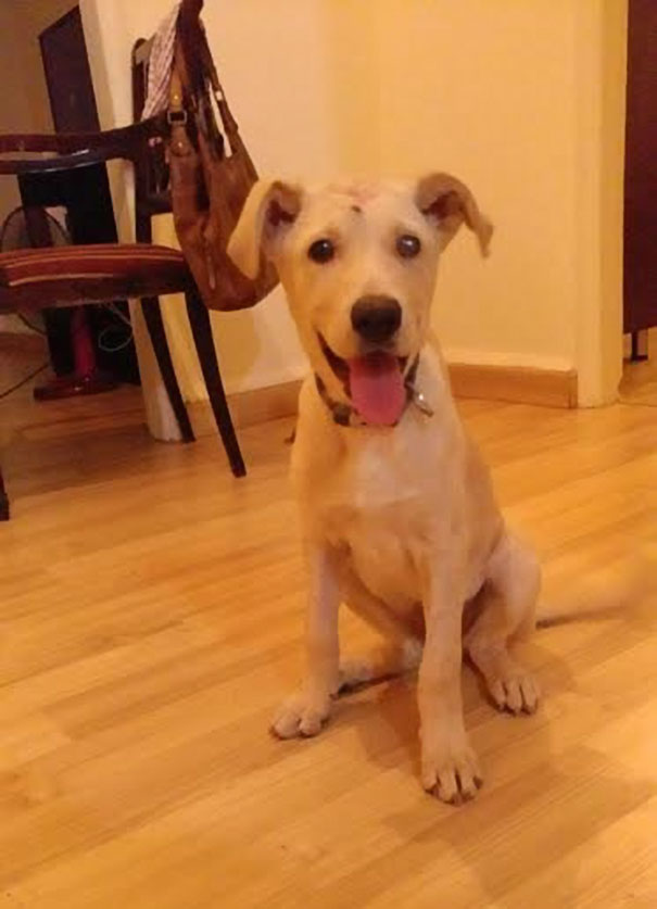 This Homeless Puppy Was Shot Dozens Of Times In Head, But She Kept Fighting For Her Life