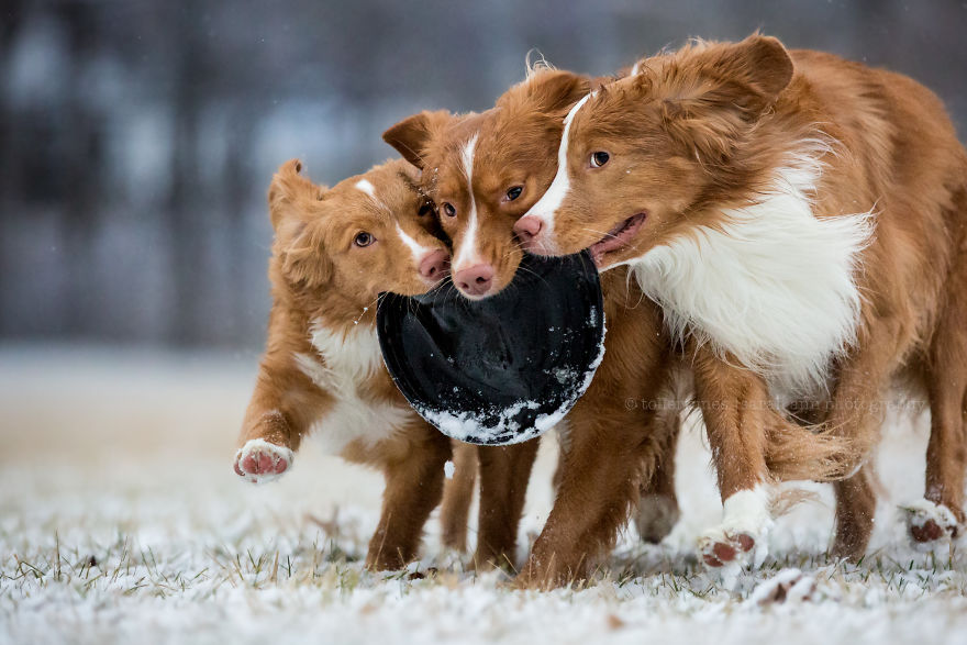 Dogs Exploring The World In The Most Adorable Way Dogs Exploring The World In The Most Adorable Way