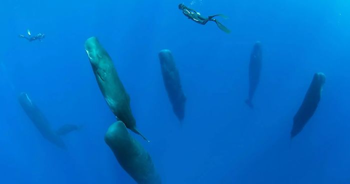 Photographer Captures Incredibly Rare Sight Of Sperm Whales Sleeping