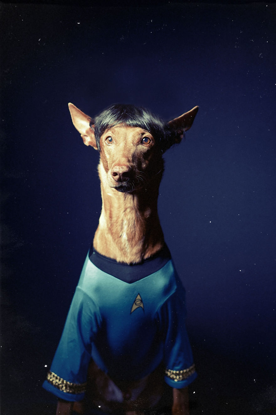 I Found A Way To Honor My Pharaoh Hound And The Joy He Gives Us Through Images That I Hope Will Make You Smile!