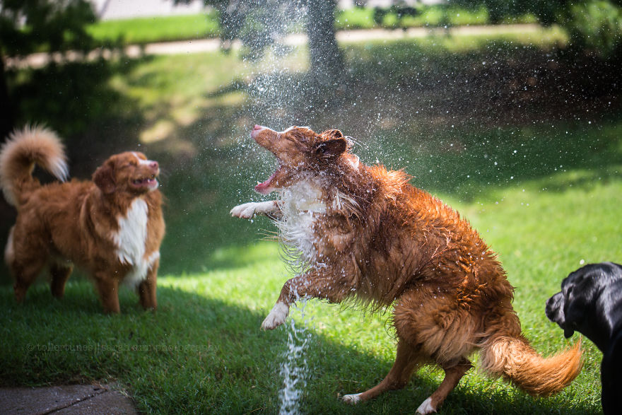 Dogs Exploring The World In The Most Adorable Way