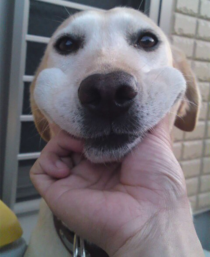 Squishy Dog Cheeks