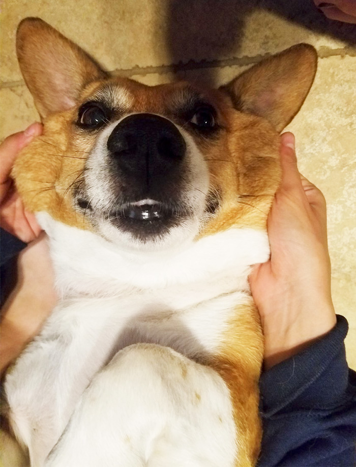 Squishy Dog Cheeks