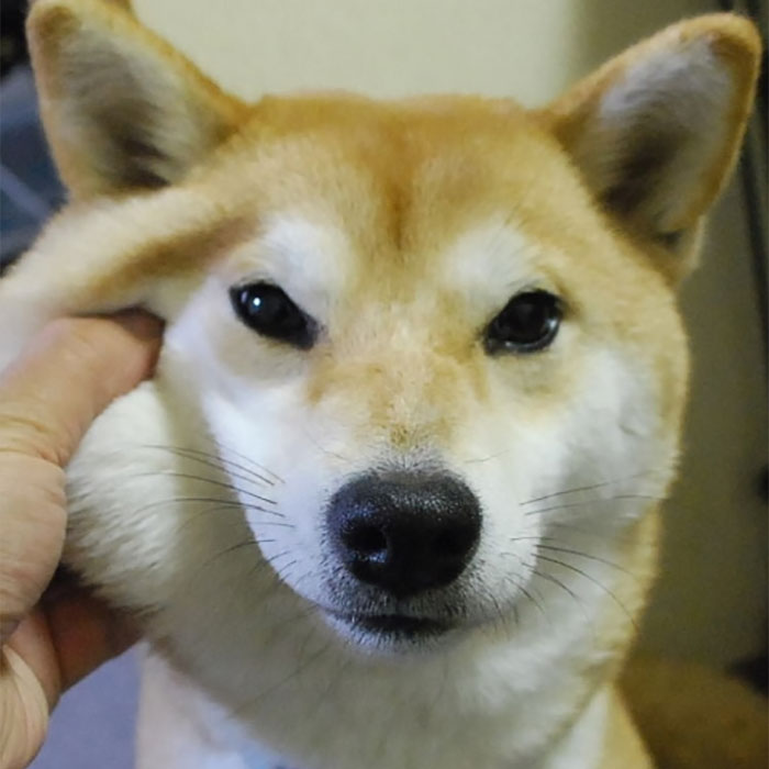 Squishy Dog Cheeks