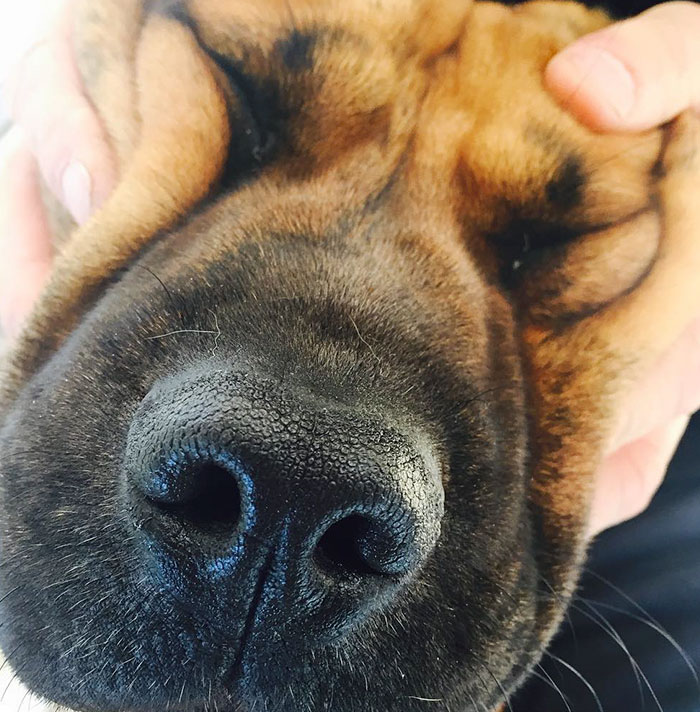 Squishy Dog Cheeks