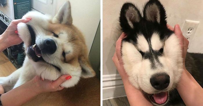 66 Squishy Dog Cheeks That Are Impossible To Resist Squishing