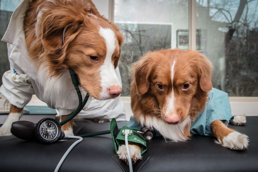 Dogs Exploring The World In The Most Adorable Way Dogs Exploring The World In The Most Adorable Way