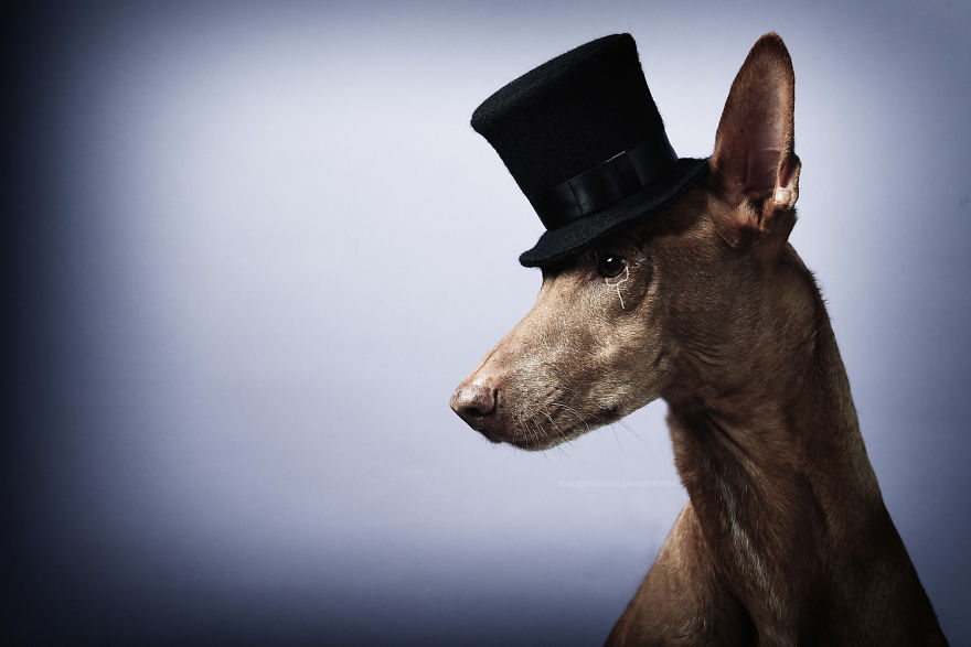 I Found A Way To Honor My Pharaoh Hound And The Joy He Gives Us Through Images That I Hope Will Make You Smile!