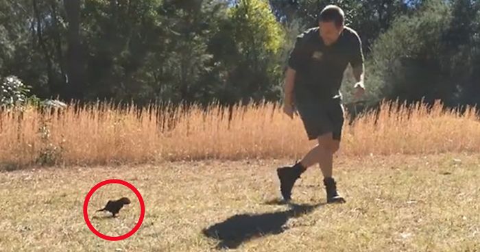 Baby Tasmanian Devil Is So In Love With His Human It Follows Him Everywhere He Goes