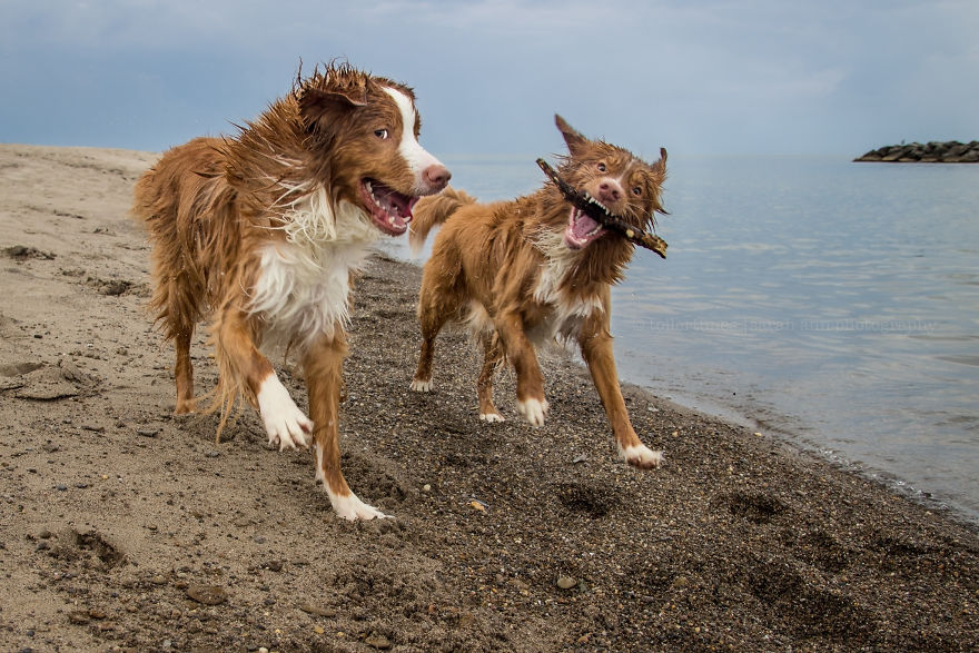 Dogs Exploring The World In The Most Adorable Way Dogs Exploring The World In The Most Adorable Way