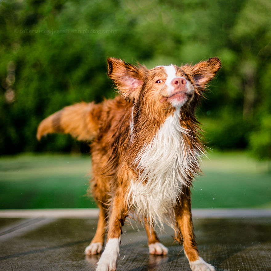 Dogs Exploring The World In The Most Adorable Way Dogs Exploring The World In The Most Adorable Way
