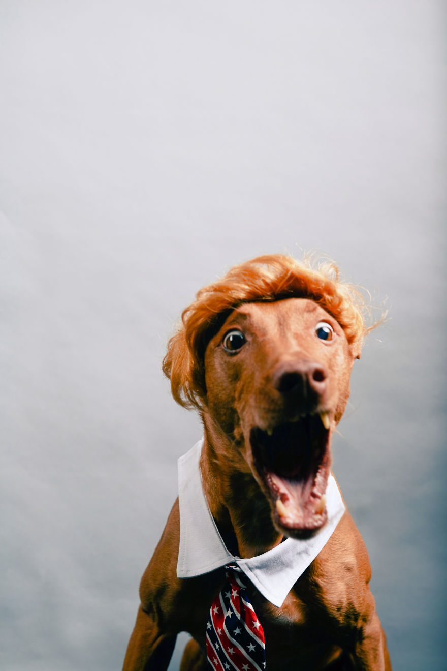 I Found A Way To Honor My Pharaoh Hound And The Joy He Gives Us Through Images That I Hope Will Make You Smile!