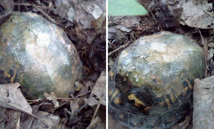 Esta veterinaria usó fibra de vidrio para reparar el caparazón roto de una tortuga, y la soltó en un bosque. Años después…