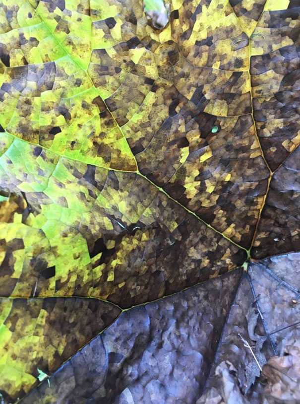This Dying Leaf Looks Like It's Pixelating