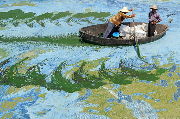 Algae On A Chinese Lake Looks Like An Impressionist Painting