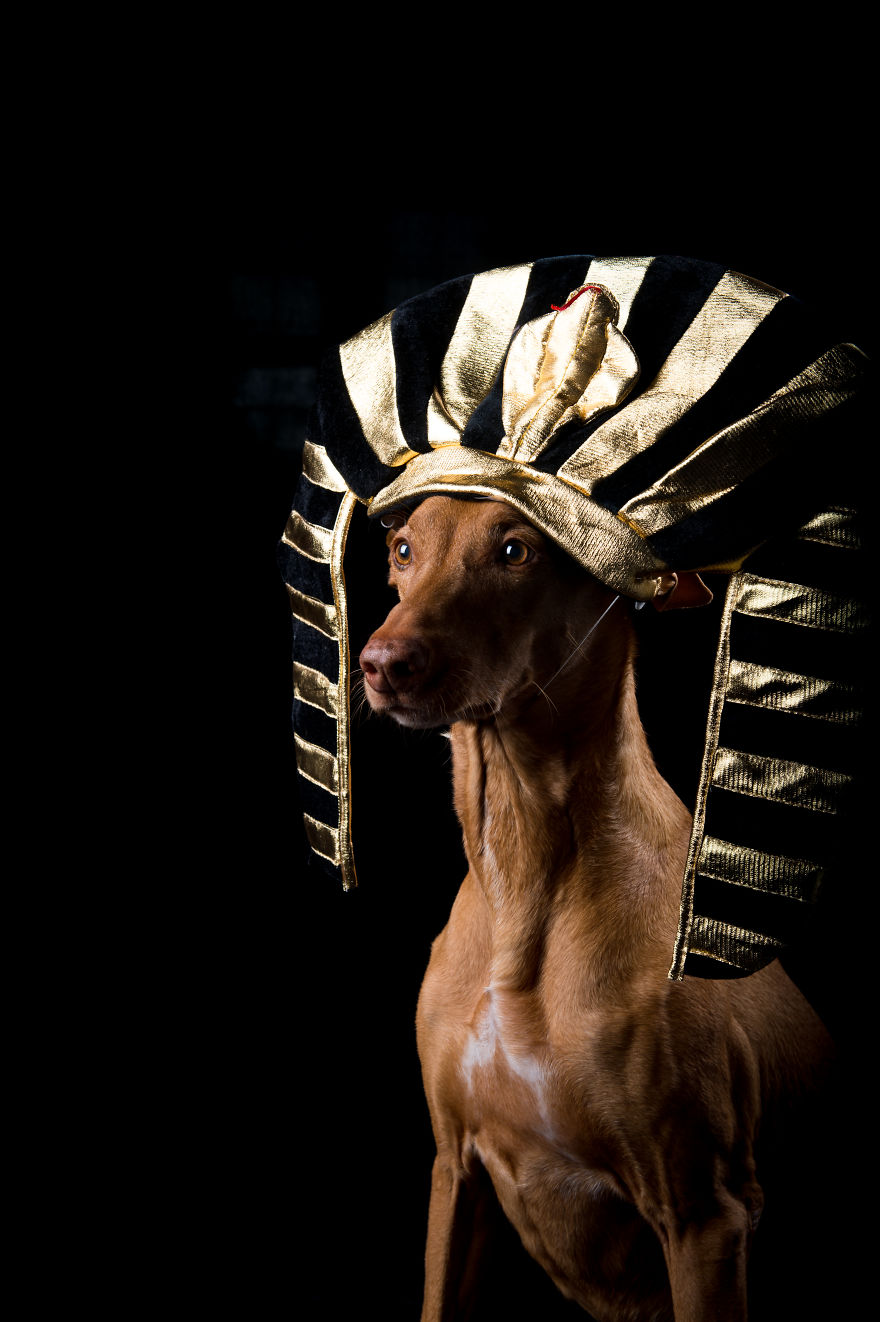 I Found A Way To Honor My Pharaoh Hound And The Joy He Gives Us Through Images That I Hope Will Make You Smile!