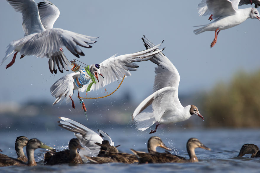 Be Birds 2.0: What Happens When The Two Artist Combine Their Skills To Create Fun Art ?