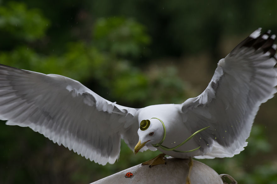 Be Birds 2.0: What Happens When The Two Artist Combine Their Skills To Create Fun Art ?