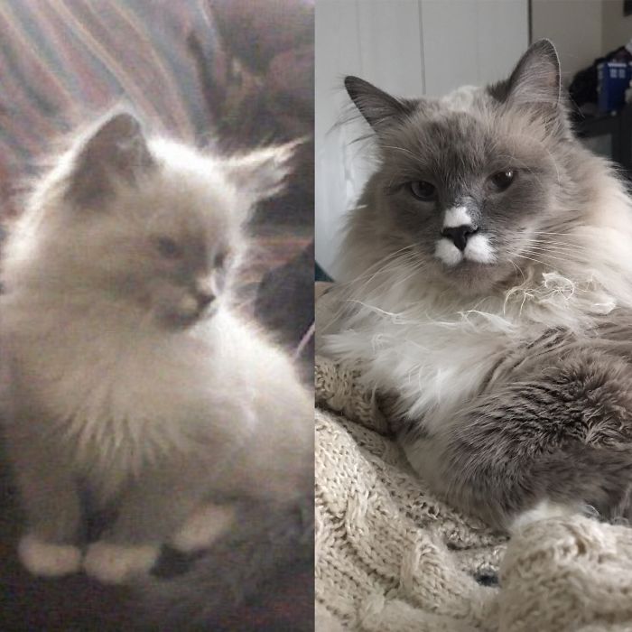 My Fluffball, Gus. The Day I Rescued Him And On The 10 Year Anniversary.