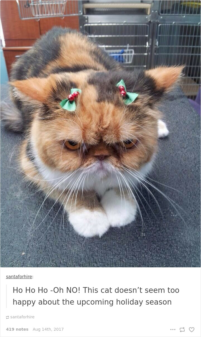 Funny-cat-pics-tumblr