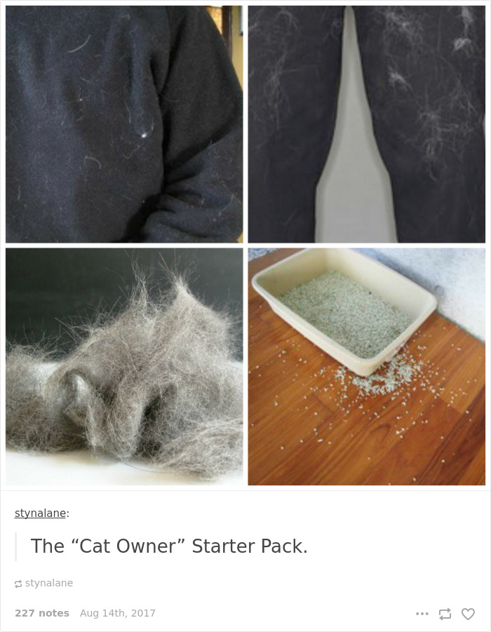 Funny-cat-pics-tumblr