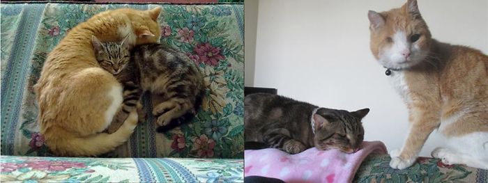 Dexter 10 Years Old, Heizen 2 Months Old. Dexter 12 Years Old, Heizen 2 Years Old. Sadly, Both Have Passed.