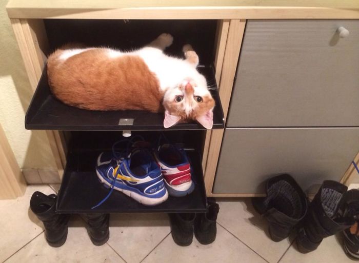This Ain't For Shoes, Geez Hoooman