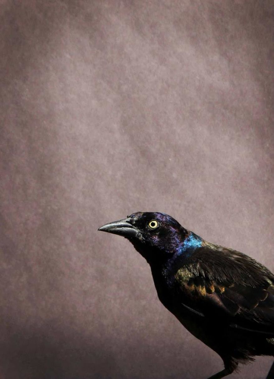 Artist Changes The Backdrop Of Her Birdhouse To Transform The Narrative Of How We View Art.