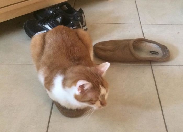 If It Fits, I Sits, Especially If The Color Matches