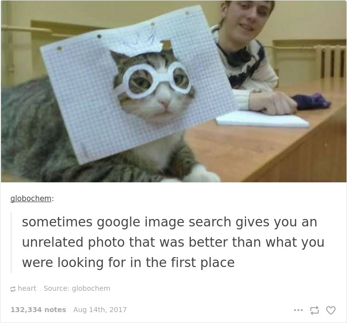 Funny-cat-pics-tumblr