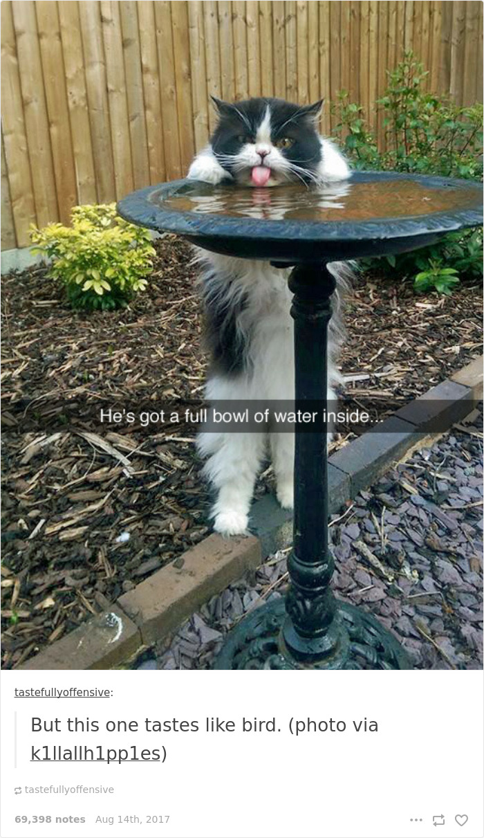 Funny-cat-pics-tumblr