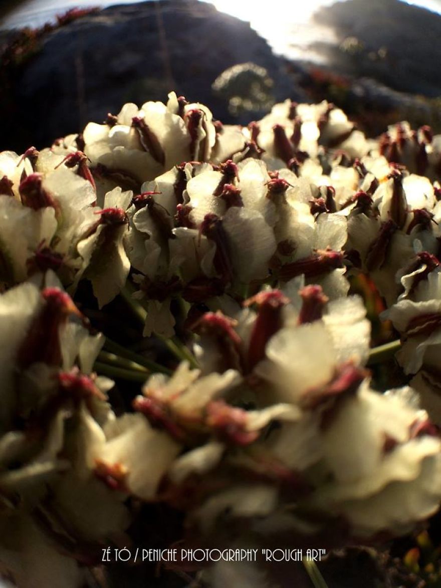 I Spend Hours Every Week Photographing This Small Beauties