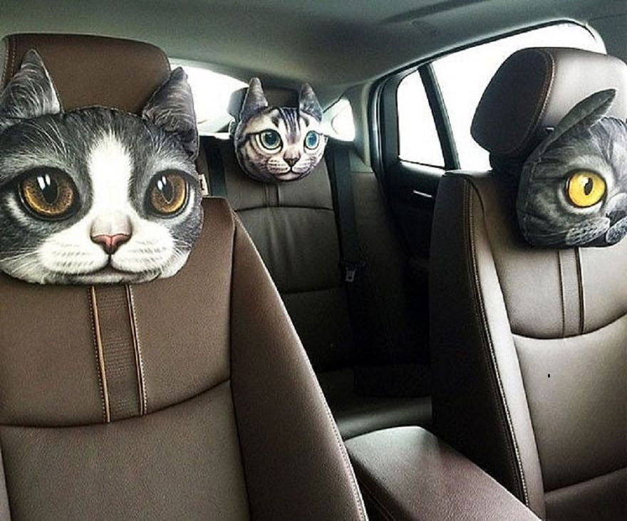 11 Hilarious Ways To Surround Yourself With Cats 11 Hilarious Ways To Surround Yourself With Cats