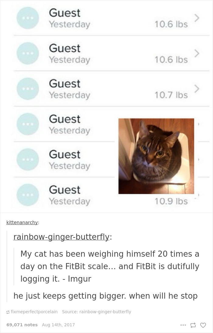 Funny-cat-pics-tumblr